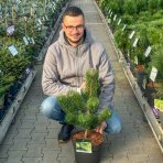 Borovica čierna (Pinus nigra) ´OREGON GREEN´ – výška 50-60 cm, kont. C5L